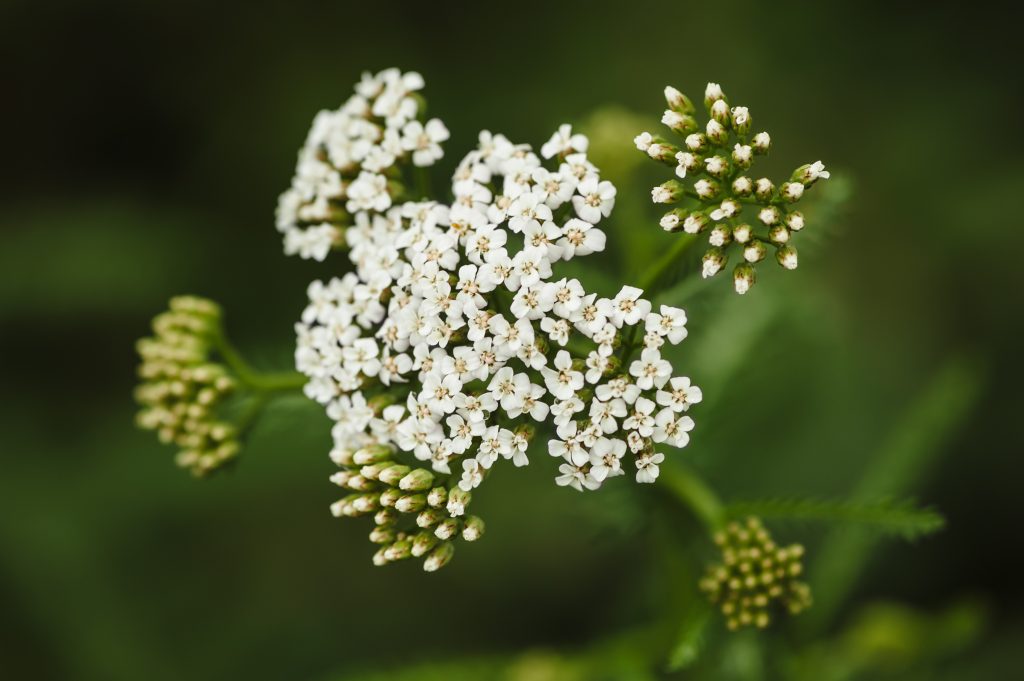 Scharfgarbe, Achillea millifolium