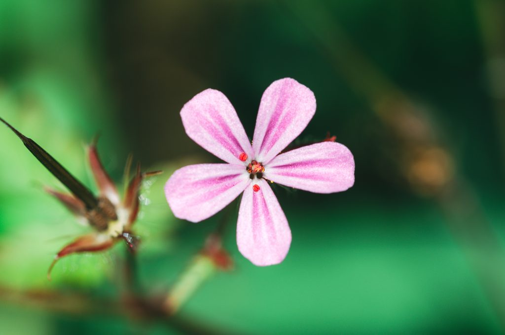 Stinkender Storchenschnabel, Geranium robertianum